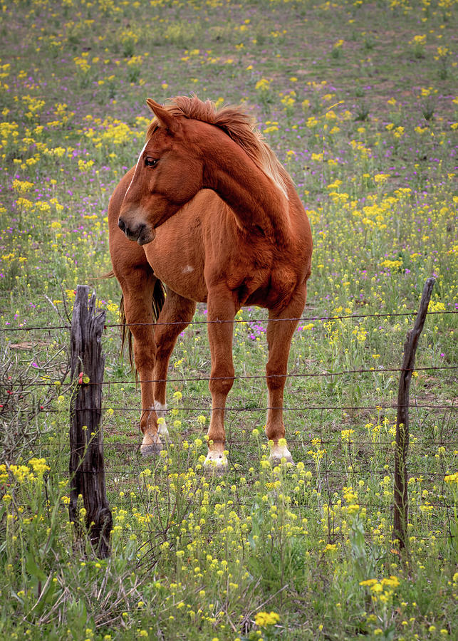Young Texas Horse Among Flowers  Photograph by Harriet Feagin
