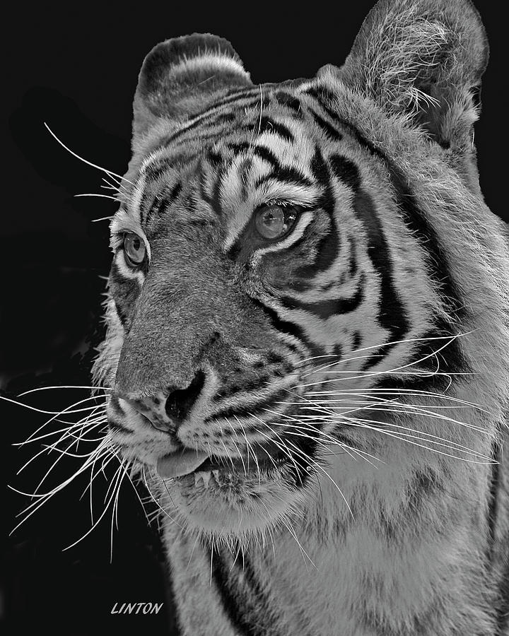 Young Tiger Photograph by Larry Linton