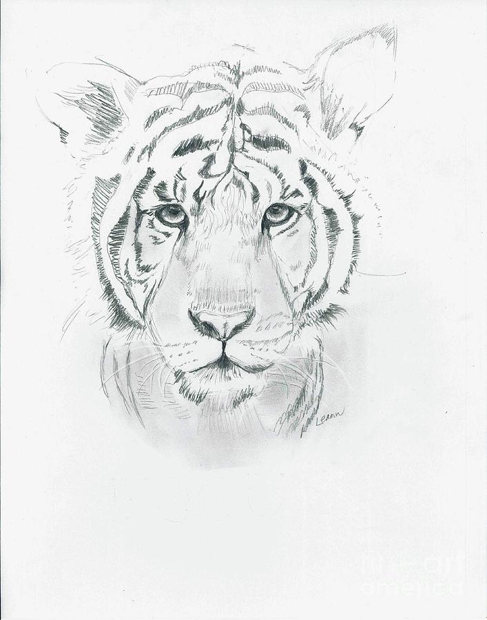 Young Tiger Drawing by Leann Horrocks | Fine Art America