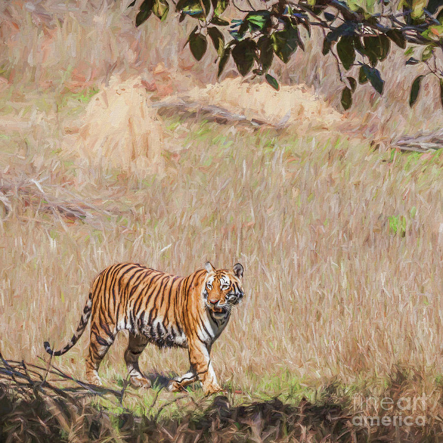 Young Tiger walking in Kanha NP  India Photograph by Liz Leyden