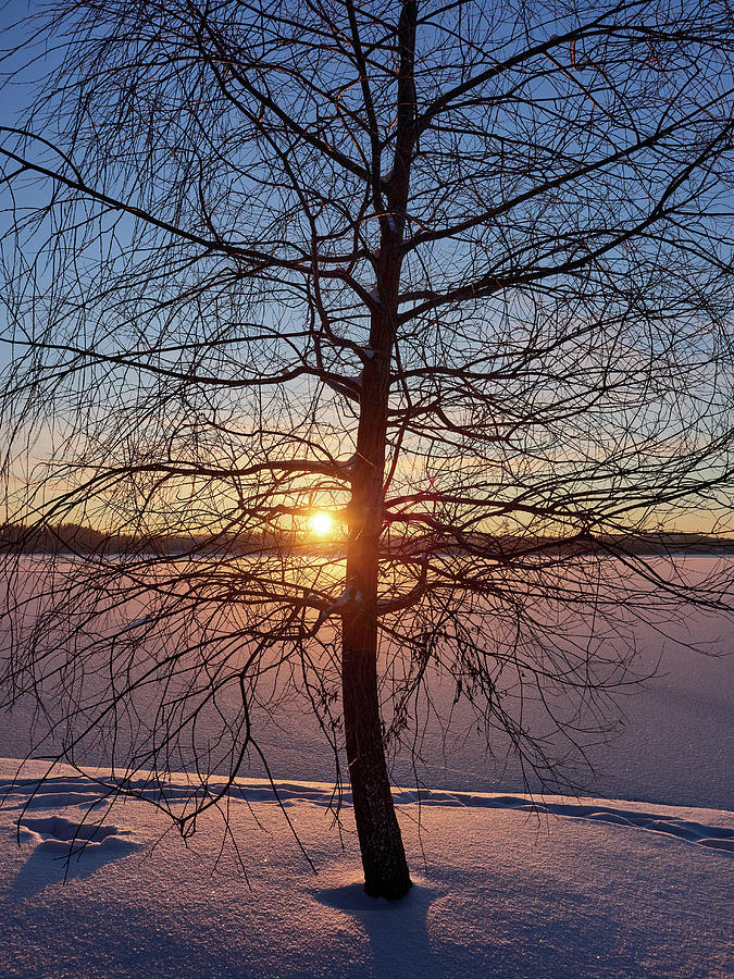 Young tree and the setting sun Photograph by Jouko Lehto
