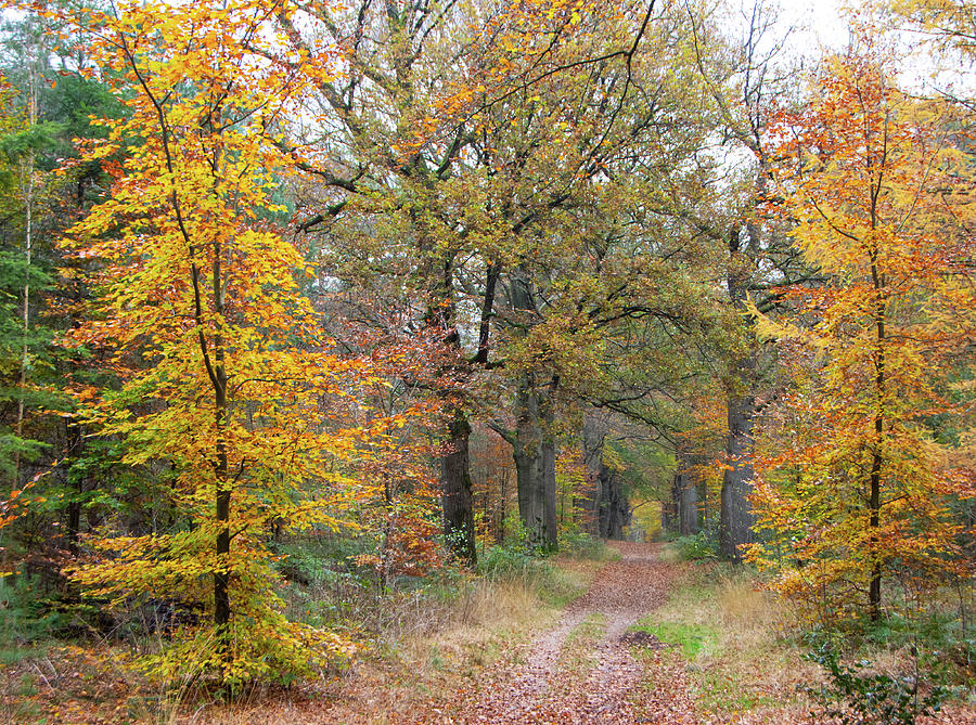 Young trees, old trees Photograph by Juergen Hess - Fine Art America