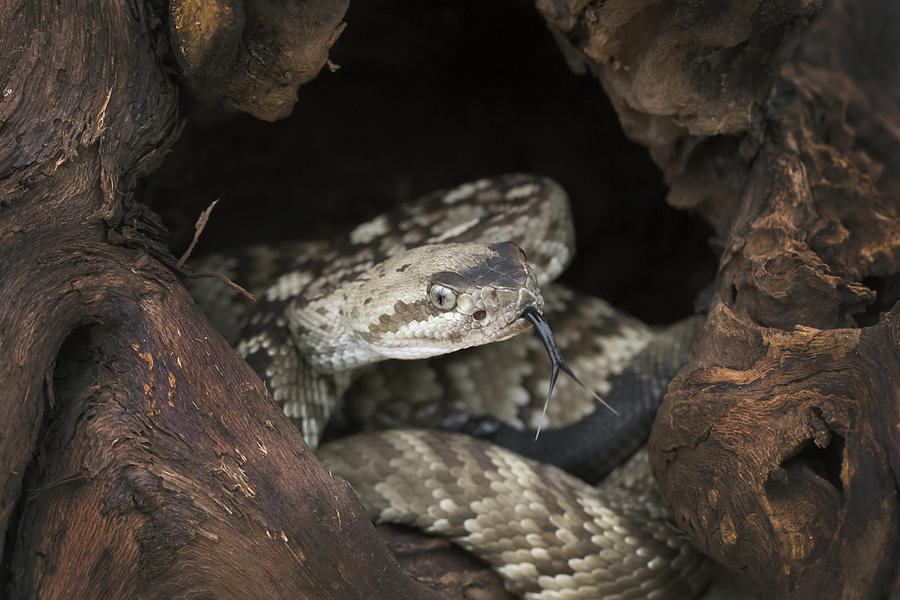 Young Venomous Black-tailed Rattlesnake in Den Photograph by Mark Kostich