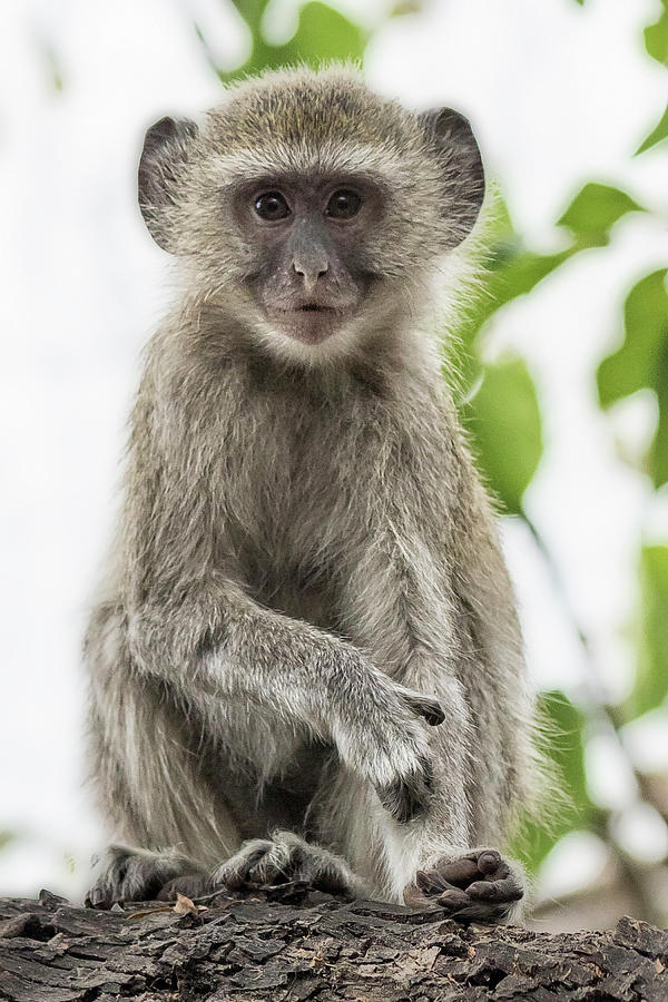 Young Vervet Monkey Pausing to Look At Me, No. 2 Photograph by Belinda Greb