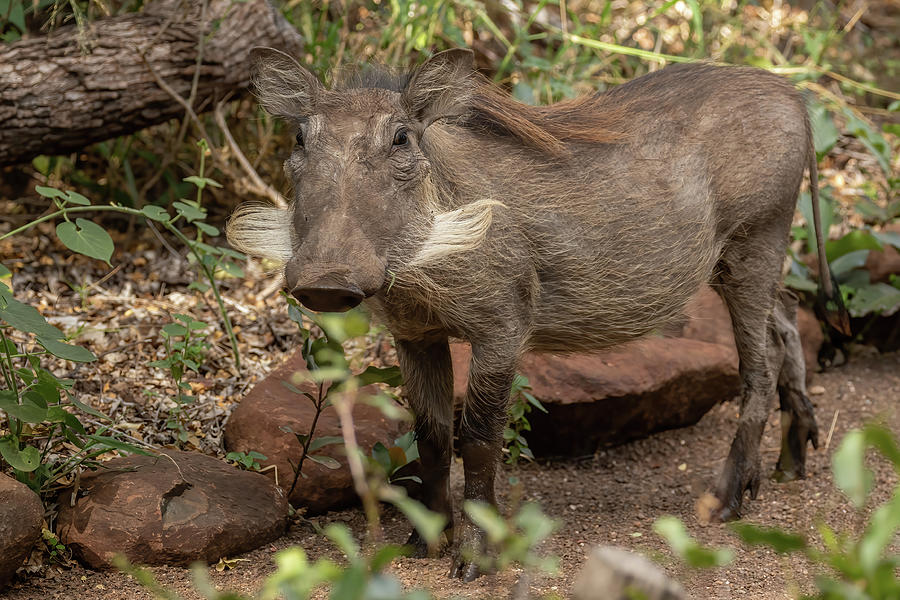 Young Warthog Photograph by MaryJane Sesto - Fine Art America