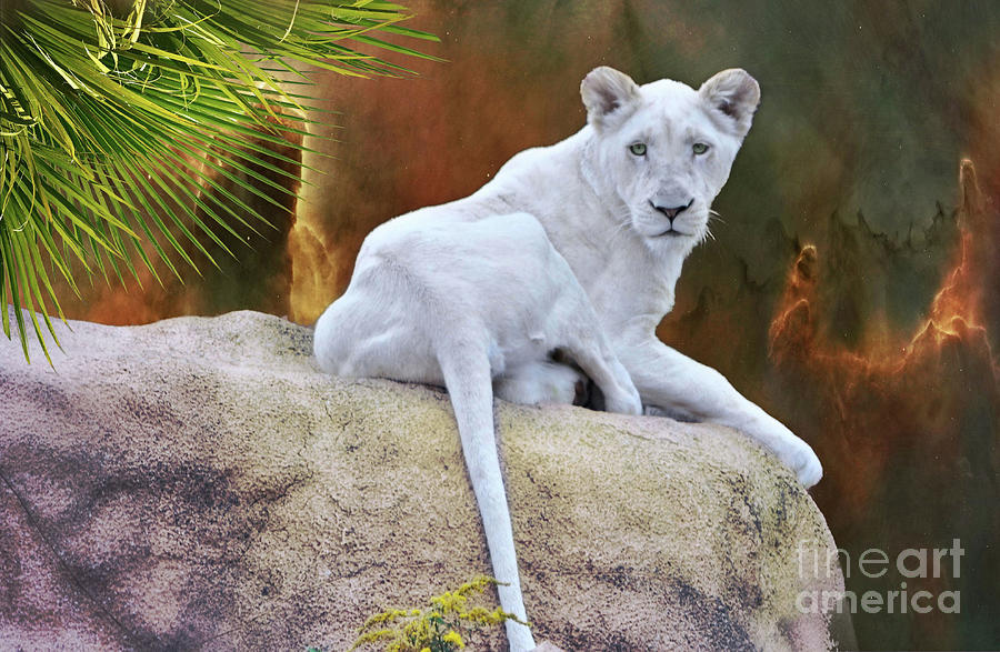  Young White Lion   female  Photograph by Elaine Manley