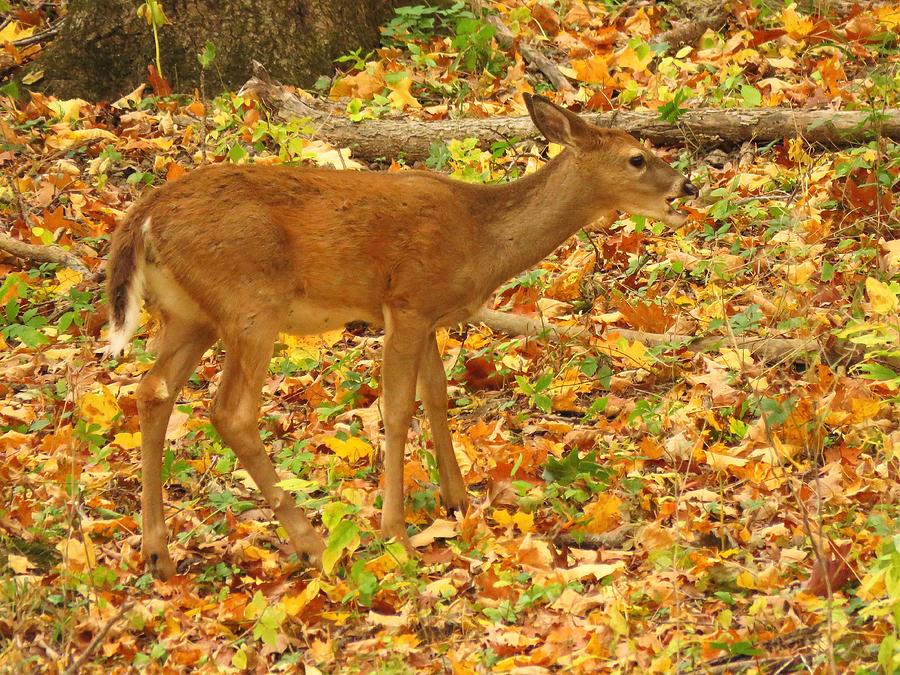 Young White-tailed Deer in the Woods  Photograph by Lori Frisch