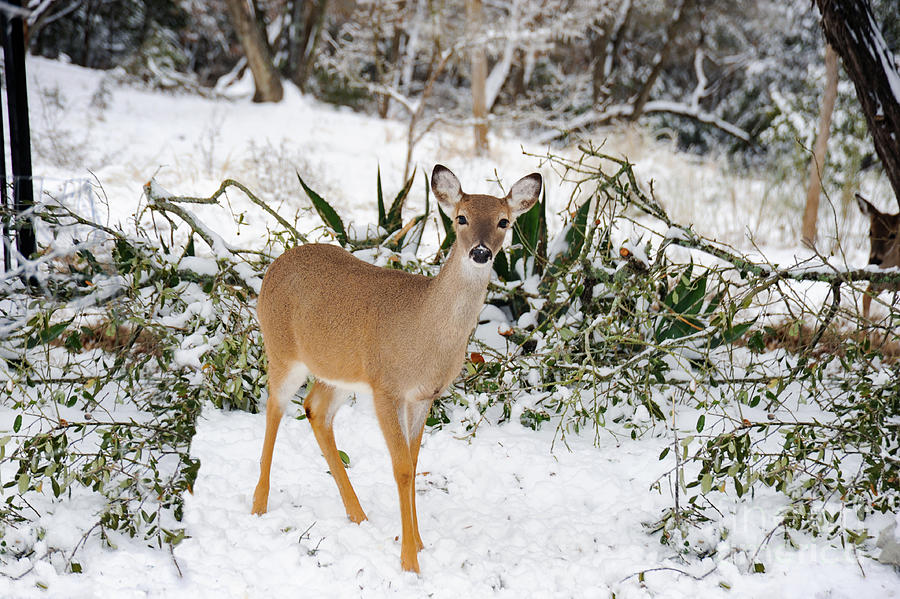 Young white-tailed doe in the snow foraging for food after a winters storm. Photograph by Gunther Allen