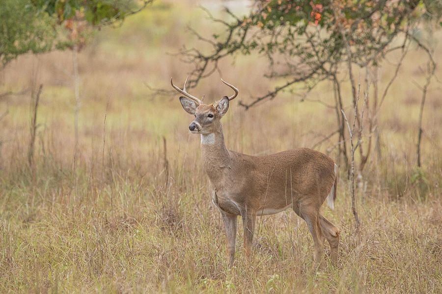 Young Whitetail Buck Photograph By David Campbell - Fine Art America