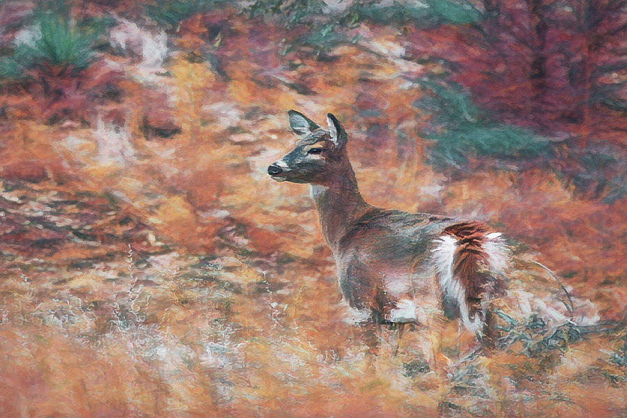 Young Whitetail Deer 2 Digital Art by Ernest Echols