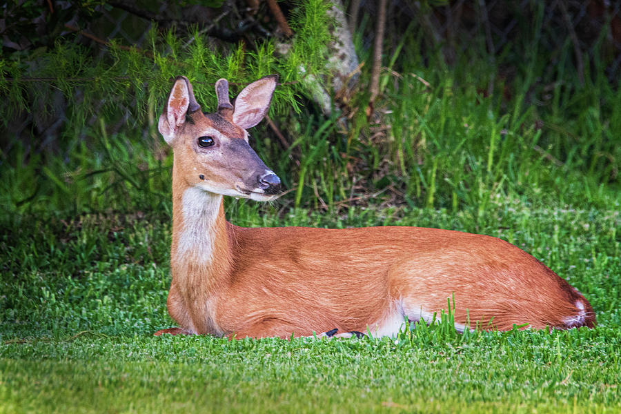 Young Whitetail Deer Bedded Down in Emerald Isle North Carolina Photograph by Bob Decker