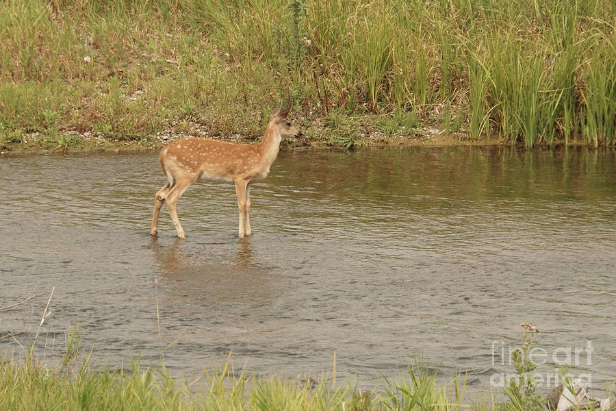 Young Whitetail Deer Standing in the River Photograph by Nancy Gleason