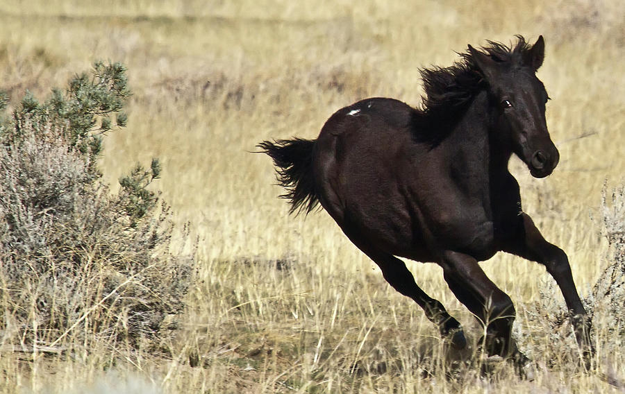 Young wild black filly running Photograph by Waterdancer