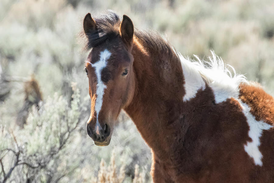Young Wild Horse with Gentle Eyes Photograph by Belinda Greb