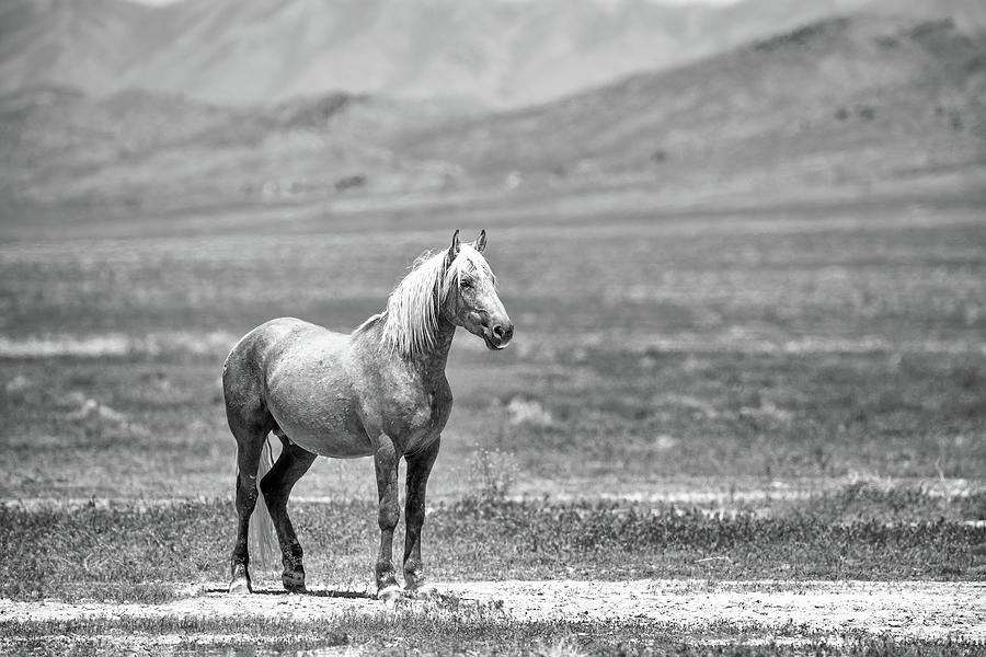 Young Wild Stallion on the West Desert Photograph by Fon Denton
