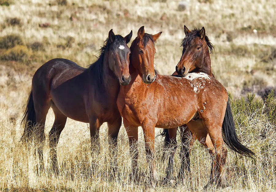 Young wild stallions Photograph by Waterdancer