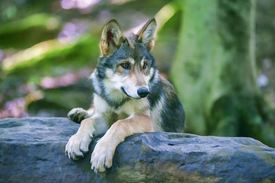 Young wolf alert while resting on a rock Photograph by Dan Friend