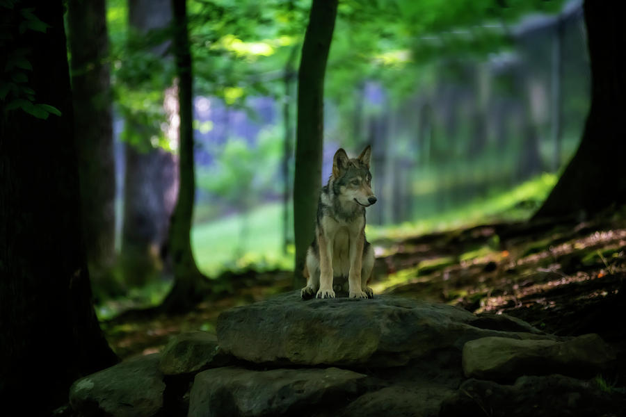 Young Wolf In Pretty Setting Photograph