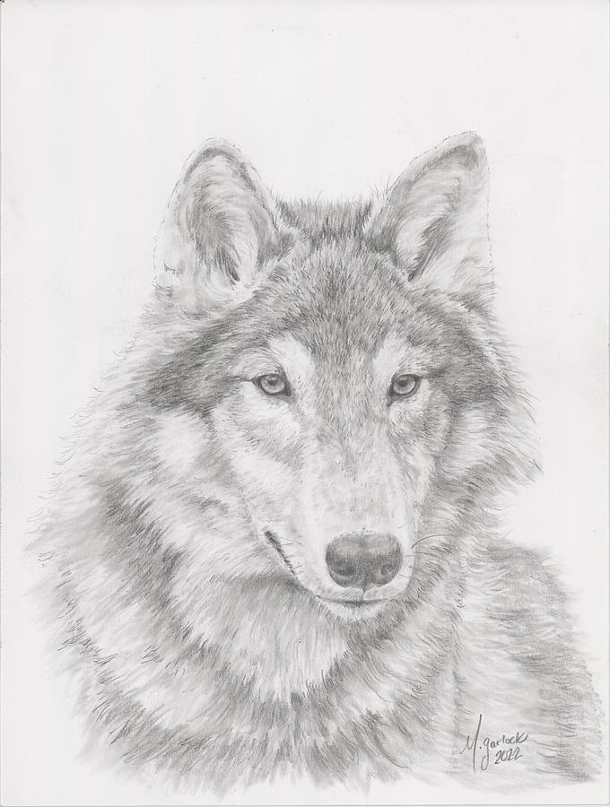Young Wolf Drawing by Michelle Garlock