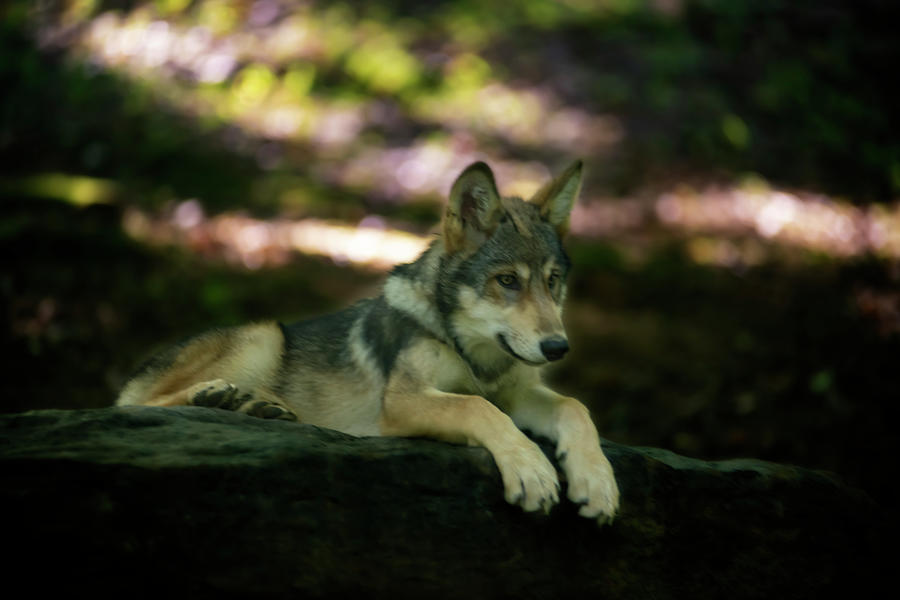 Young wolf paying attention while laying on a rock Photograph by Dan Friend