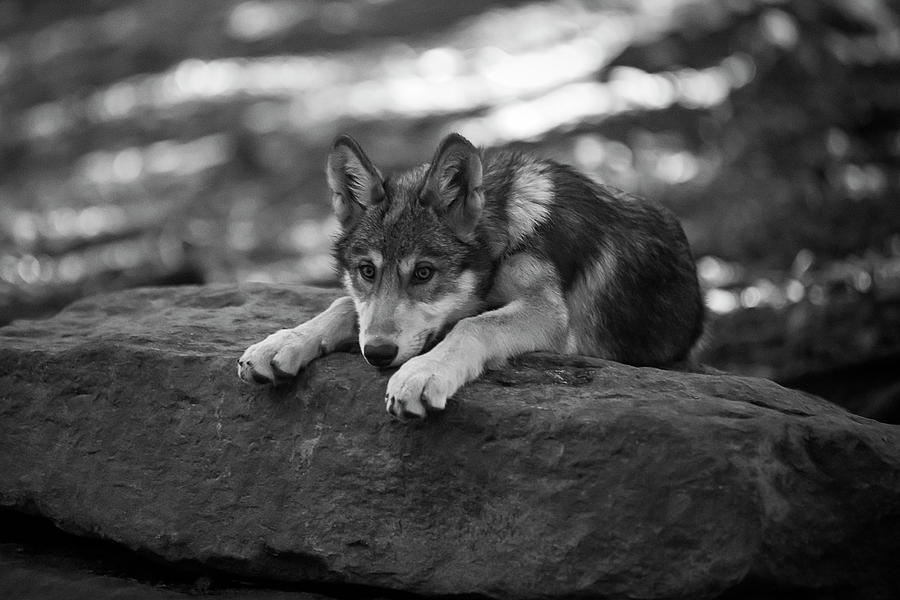 Young wolf ready to react  BW Photograph by Dan Friend