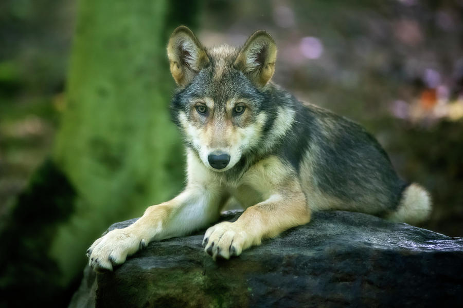 Young Wolf Ready To React Photograph