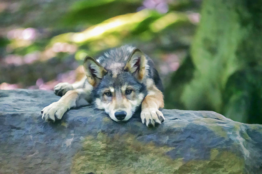 Young wolf tuckered out and laying head on rock Photograph by Dan Friend