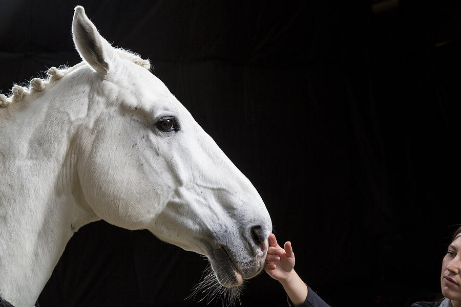 Young woman touching horse Photograph by Simonkr