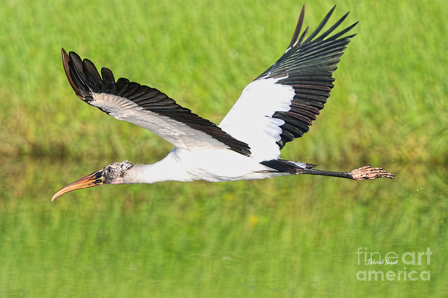 Young Wood Stork Photograph by Deborah Benoit