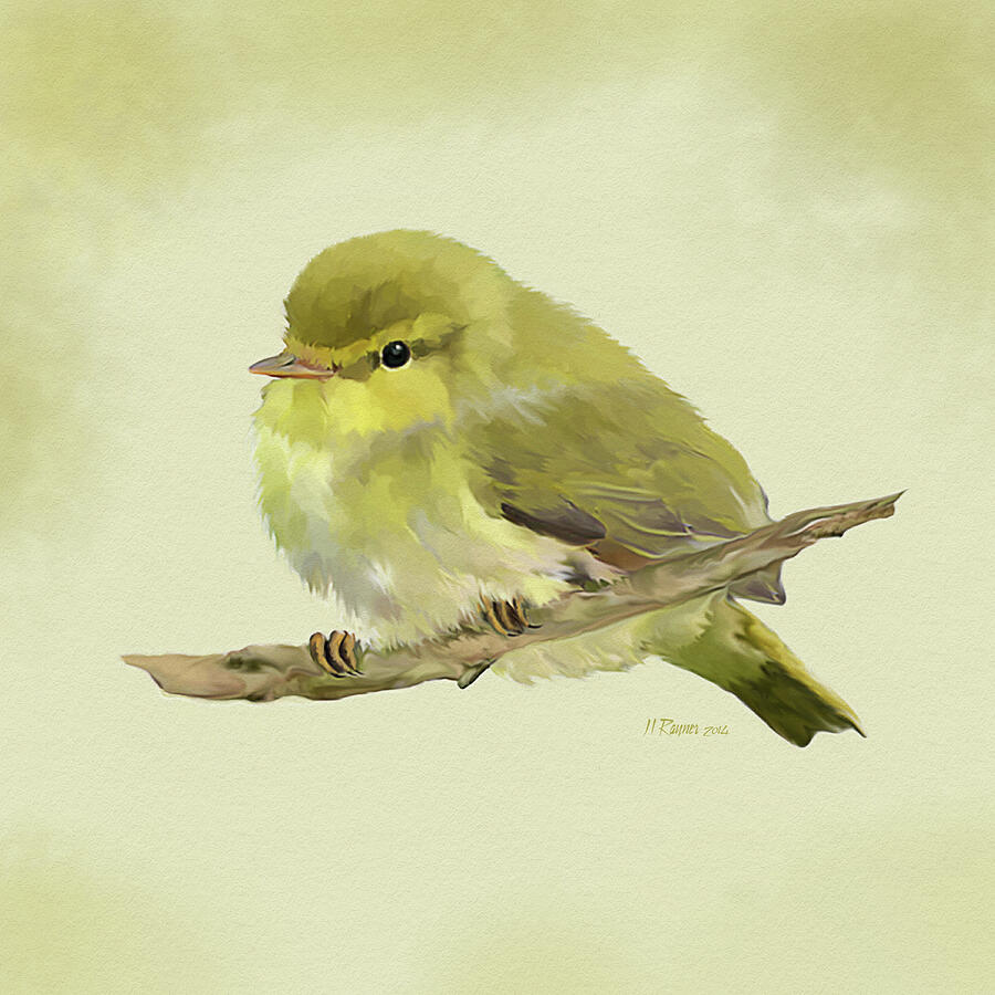 Young Wood warbler Digital Art by Bamalam Art Young Wood warbler Digital Art by Bamalam Art