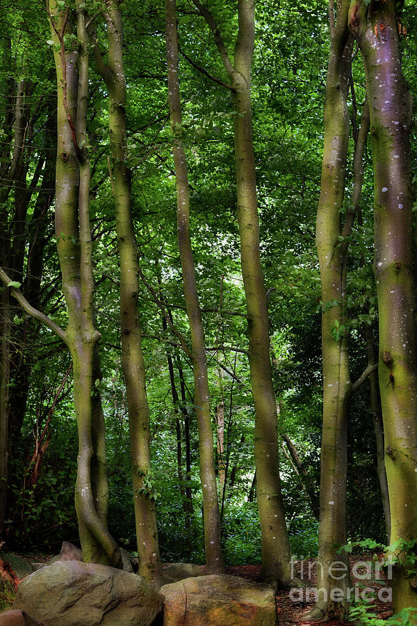 Young Woodland Beech Trees Photograph by Yvonne Johnstone
