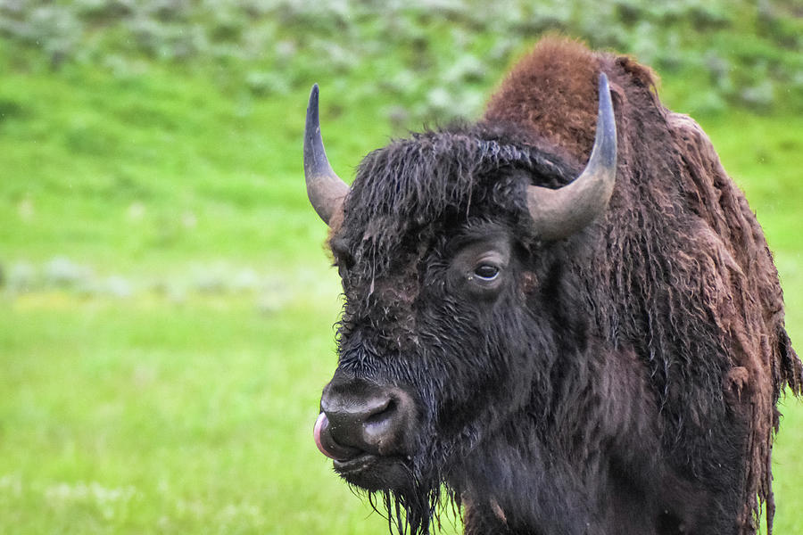 Young Wooly Bison Photograph by Ed Stokes - Fine Art America