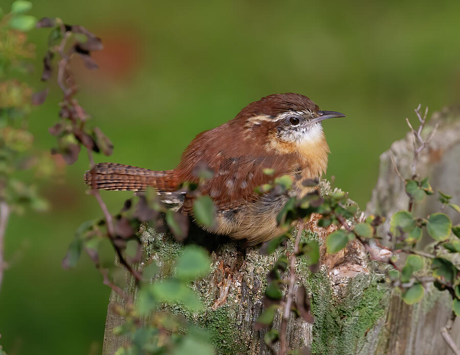 Young Wren Enjoying Late Summer Photograph by Chris Scroggins Young Wren Enjoying Late Summer Photograph by Chris Scroggins