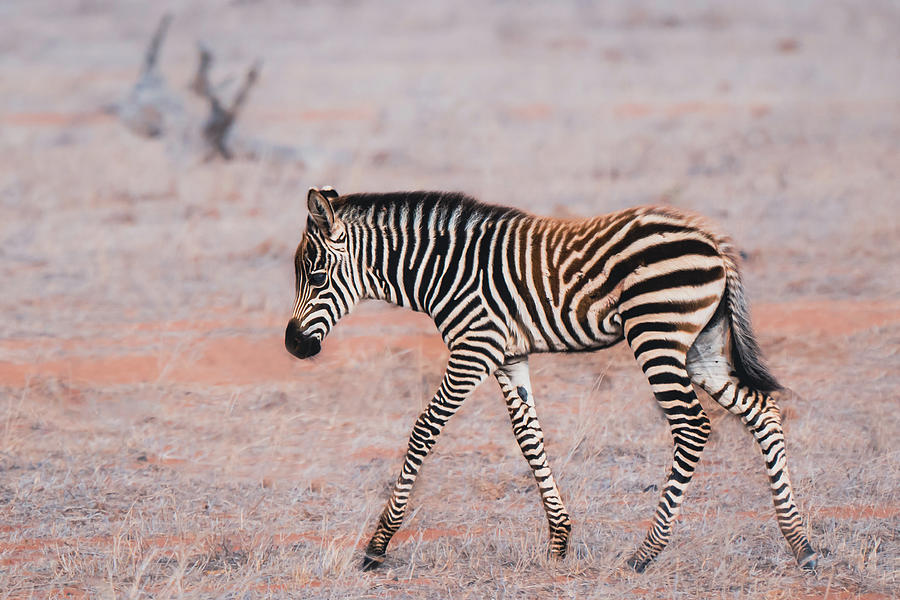 Young zebra #1 Photograph by Ewa Jermakowicz