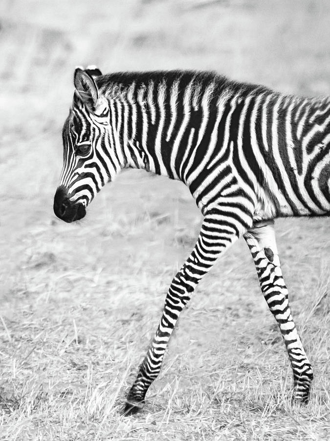 Young zebra #2 Photograph by Ewa Jermakowicz