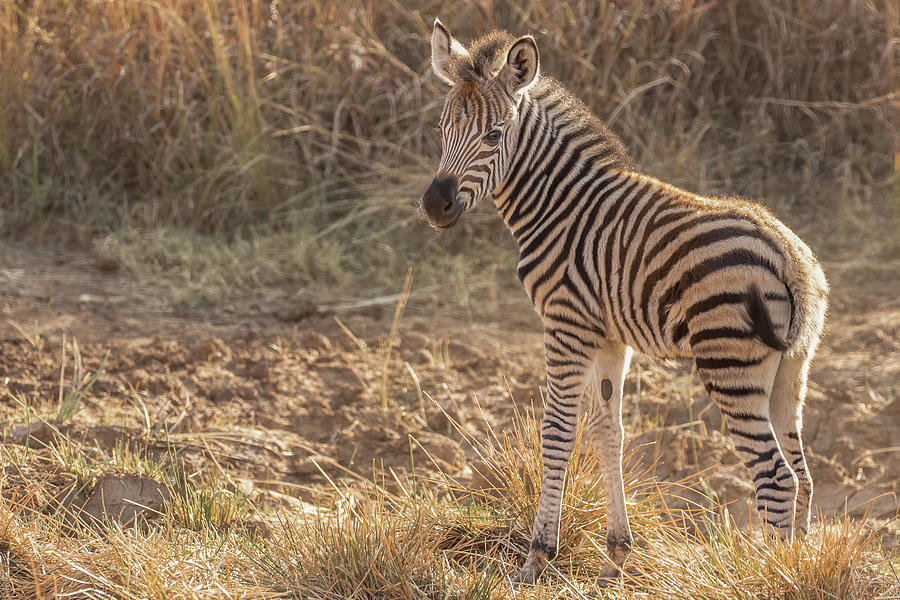 Young Zebra Photograph by MaryJane Sesto
