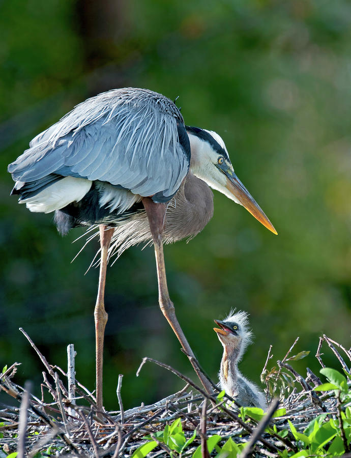 Youngster 109 Photograph by Matthew Lerman - Fine Art America