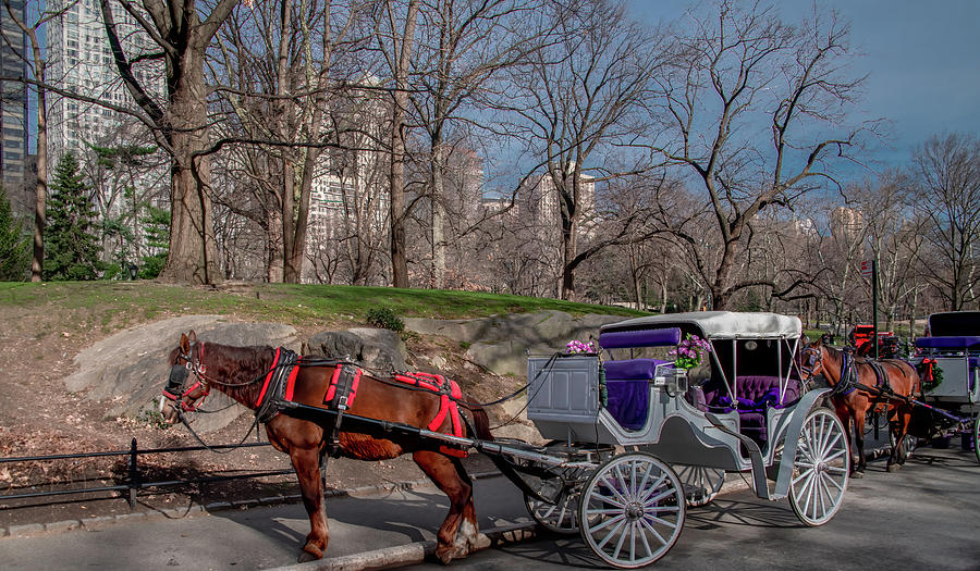 Your Chariot Awaits in Central Park Photograph by Marcy Wielfaert