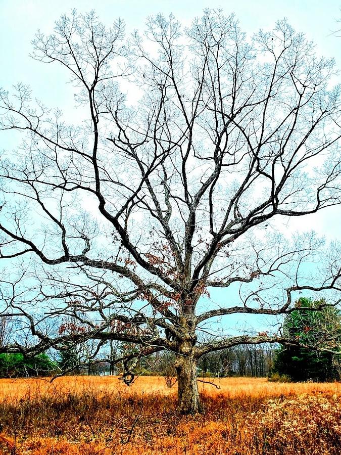 Your Majesty at Schiff Nature Preserve Photograph by Julianne Corbin ...