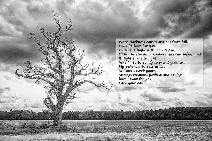 Your Oak Photograph by Bob Decker