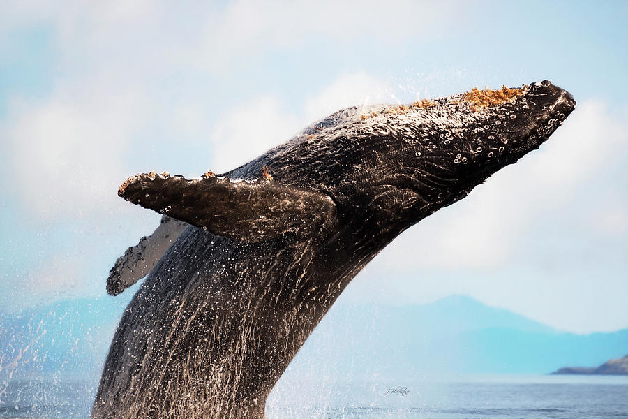 Your Strength - Whale Art Photograph by Jordan Blackstone