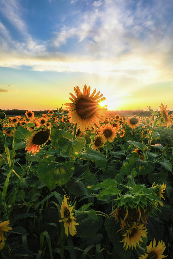 You're my Sunflower #6 Photograph by Andy and Tamara Photo - Fine Art ...