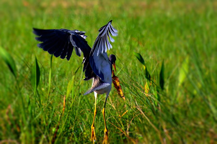 Youth Blue Heron Dancing Photograph by Philip And Robbie Bracco