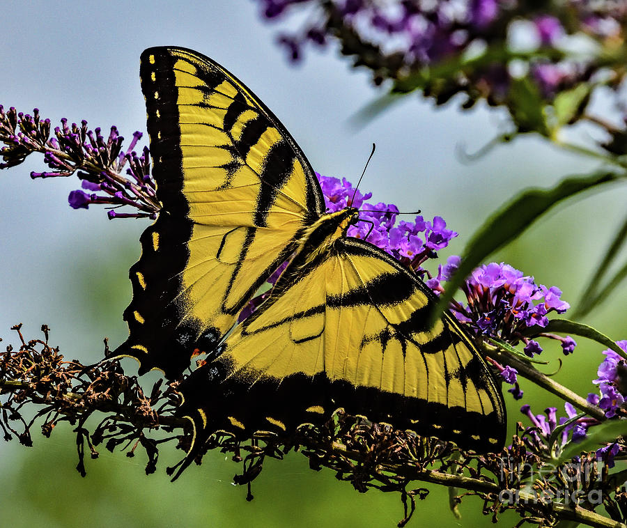 Butterfly Photograph - Youthful Easten Tiger Swallowtail by Cindy Treger