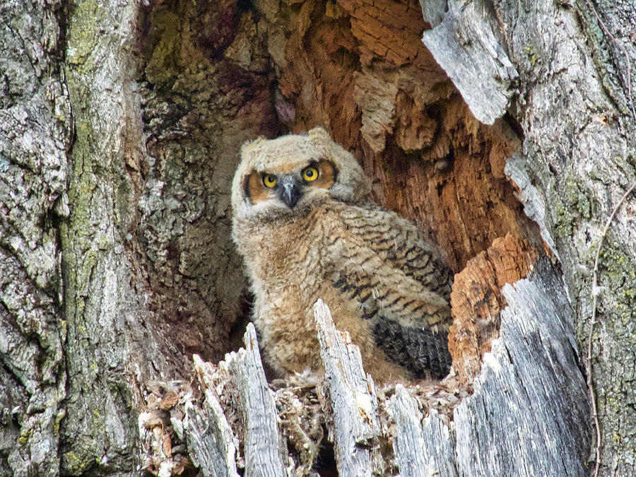 Youthful Owl Photograph by Jack Wilson