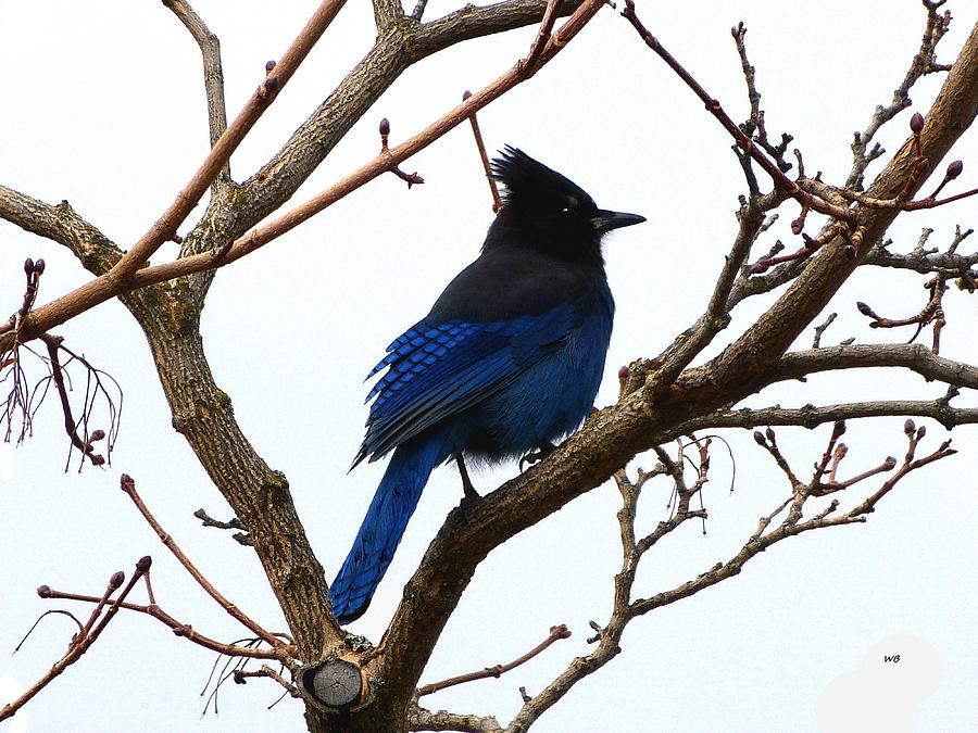 Youthful Stellers Jay Photograph