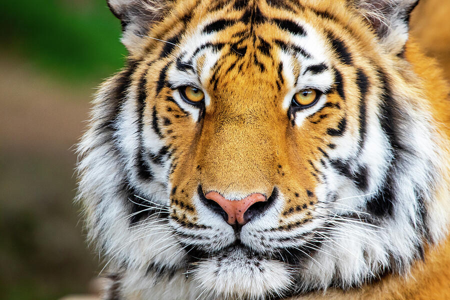 Wildlife Photograph - Youthful Tiger Portrait by Joseph Gray
