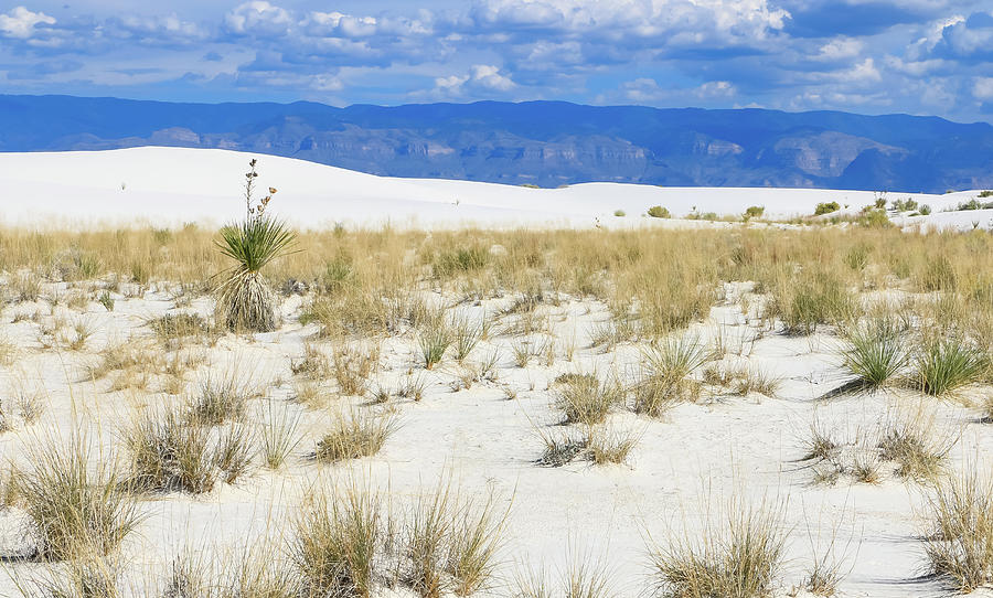 Yucca and Desert Grasses in White Sands Photograph by Dawn Richards