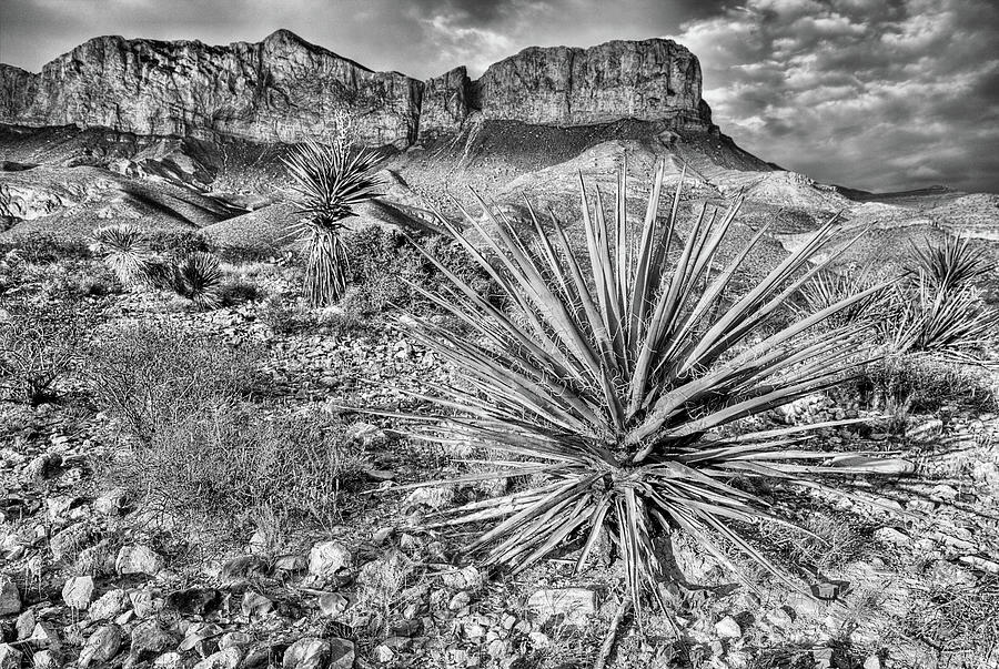 Yucca and El Capitan in Black and White Photograph by JC Findley