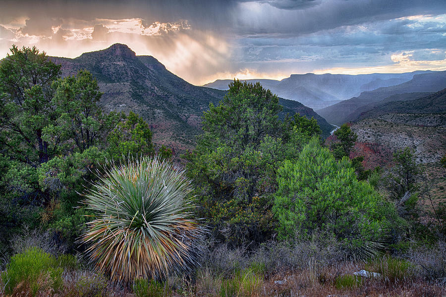 Yucca and Pine Trees over the Salt River Canyon at Sunset Photograph by Dave Dilli
